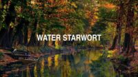 Water Starwort