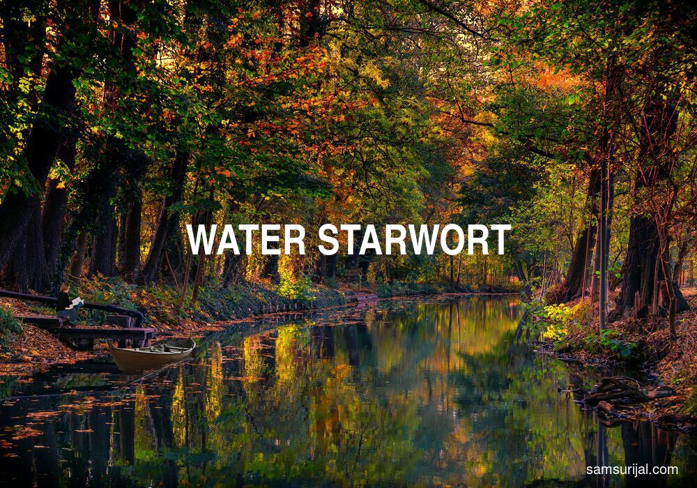 Arti Water Starwort