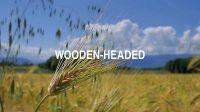 Wooden-Headed