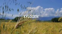 Xylogen