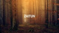 Zaitun